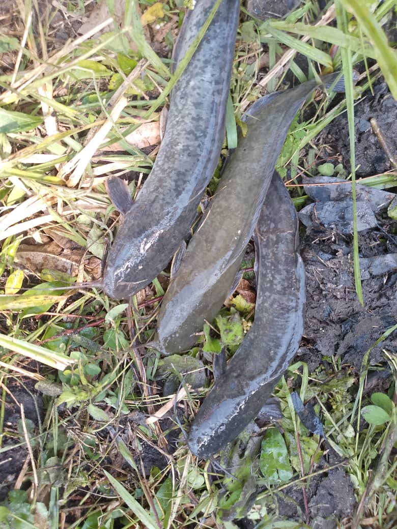 Catfish harvested from MOFA fish ponds — Kasese Uganda