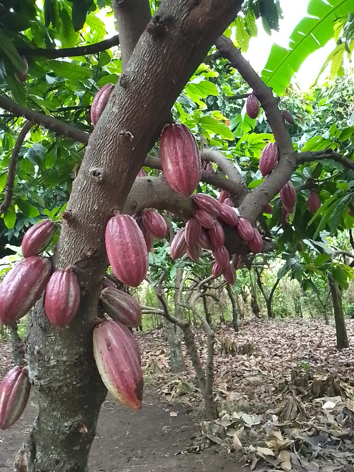 Cocoa drying — MOFA sun-dried cocoa, Rwenzori region Uganda