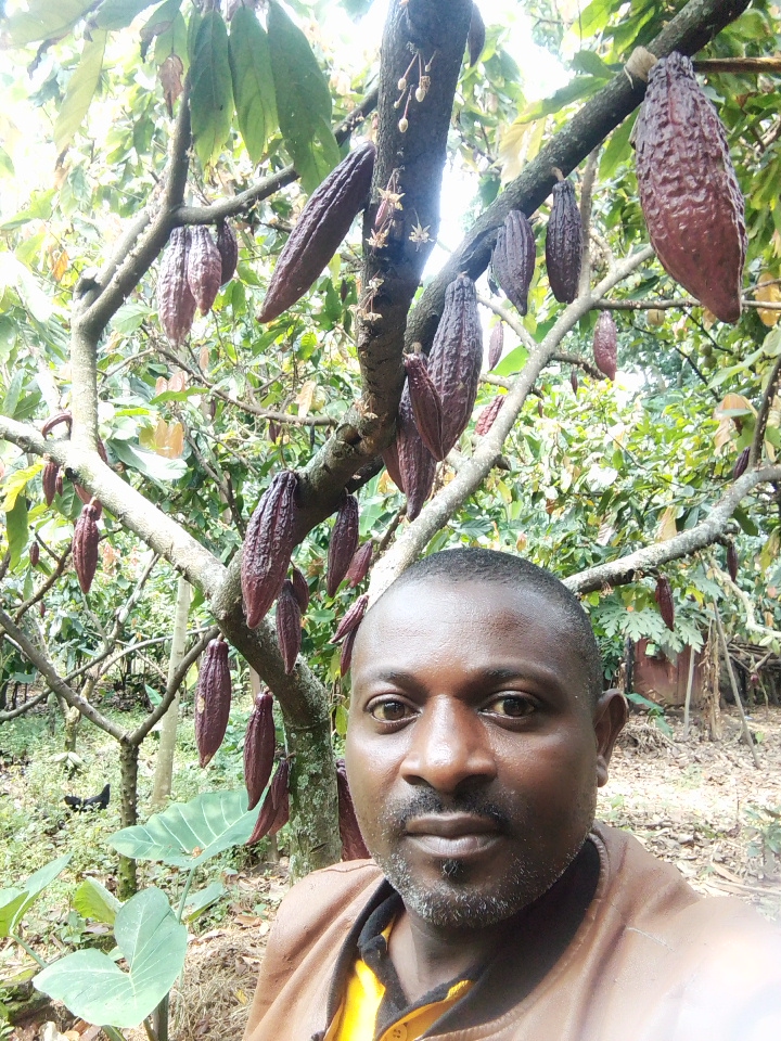 Cocoa Harvest — Rwenzori Region Uganda