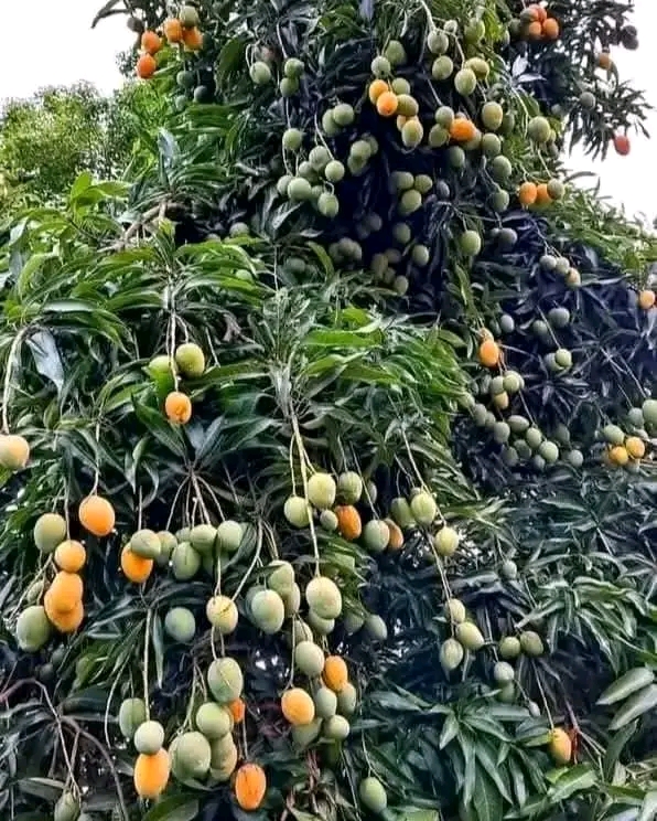 Health and nutrition tree planting — MOFA Uganda