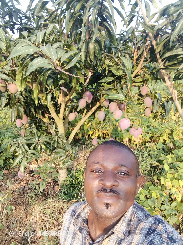 Mango Nursery — MOFA Uganda