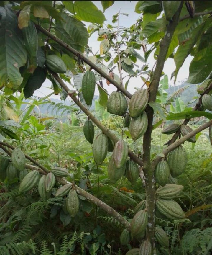 MOFA cocoa drying — premium Rwenzori region cocoa beans, Kasese Uganda