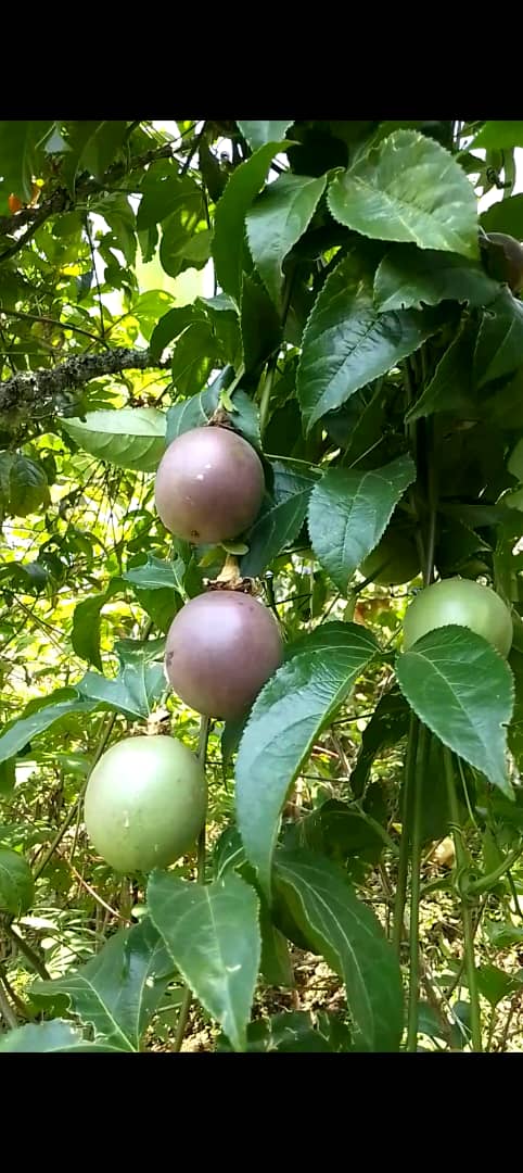 Passion fruit farming — MOFA diversified agriculture, Kasese Uganda