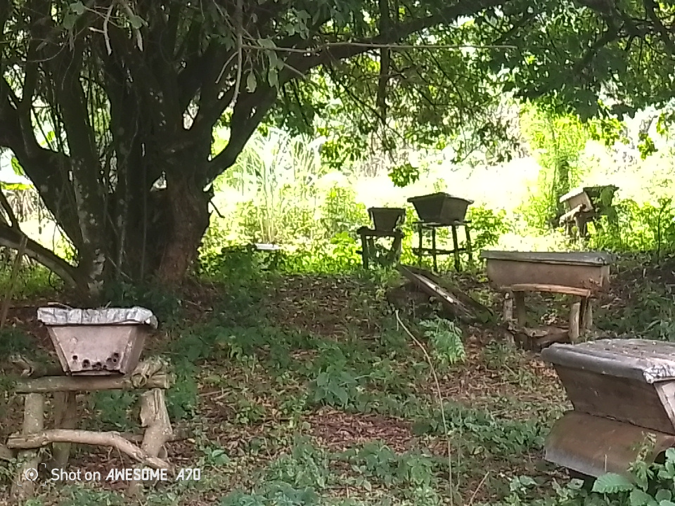 Modern beekeeping methods on a small piece of land — MOVFACOS Uganda