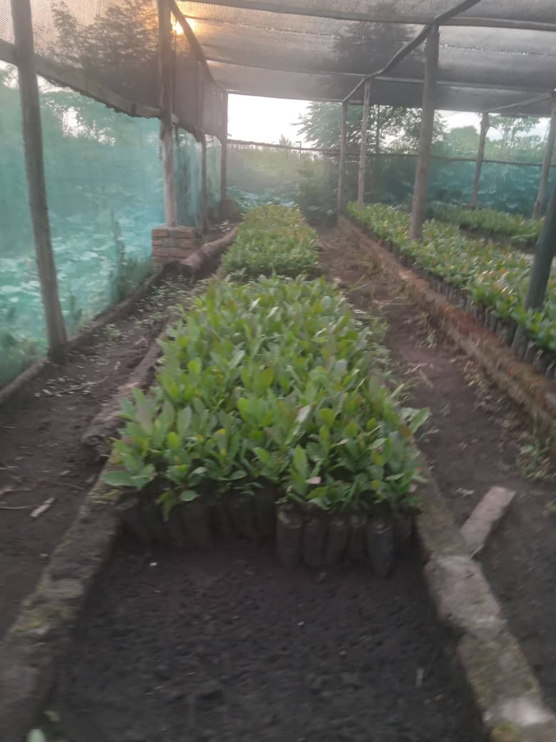 MOVFACOS tree seedlings nursery — environmental conservation Kasese Uganda