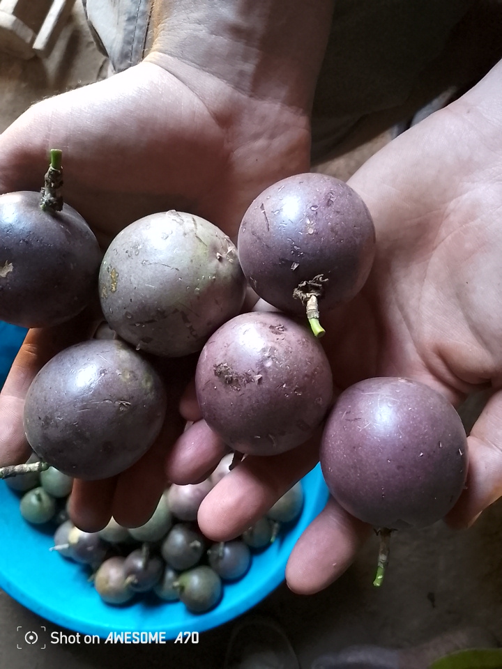 MOVFACOS export-quality passion fruits — Rwenzori slopes Uganda