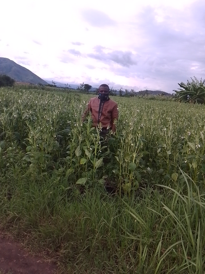 MOVFACOS sim sim sesame farm visitation project — Kasese Uganda