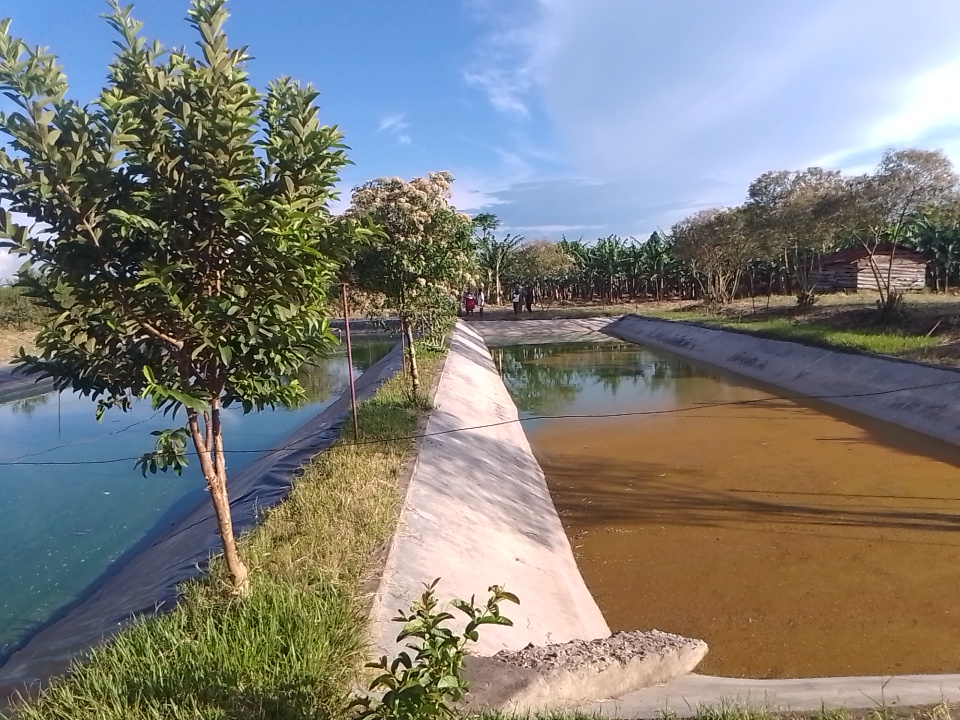 Extending lakes at homes to enhance fishing in the community — MOVFACOS Uganda