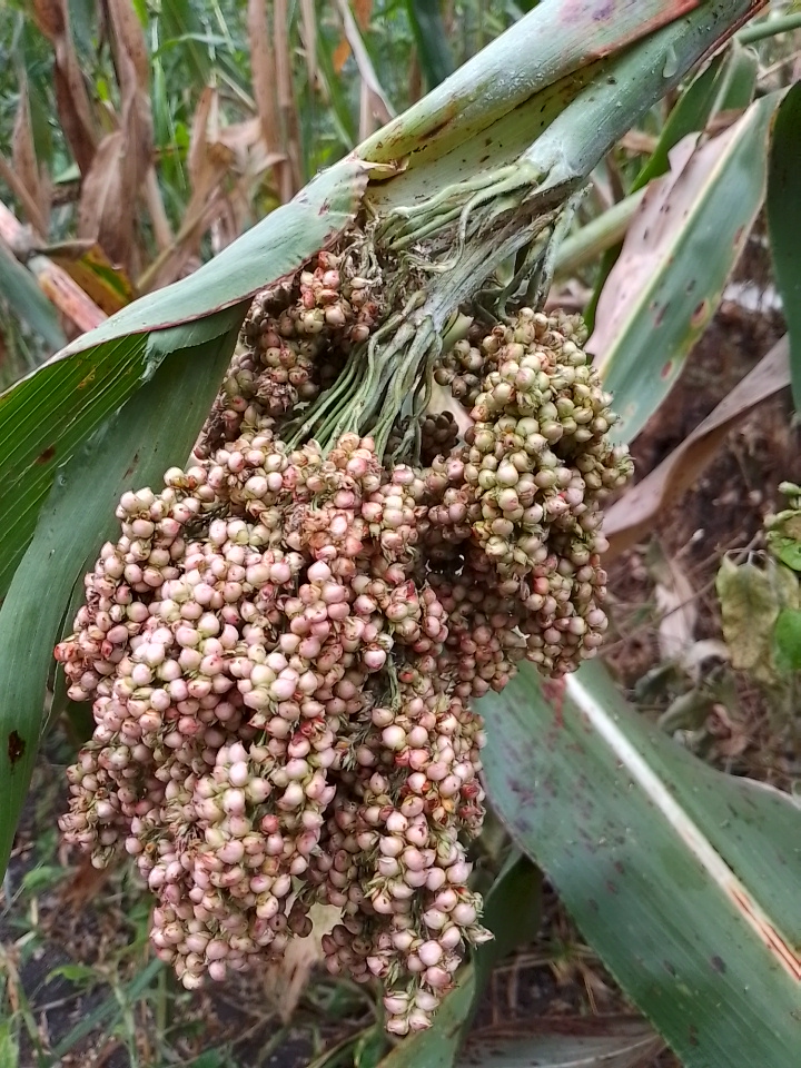 Sorghum farming — MOFA cereals program, Kasese Uganda