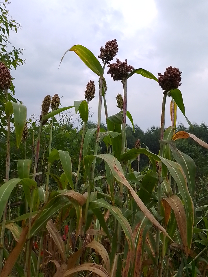 Sorghum field — MOFA collective cereals procurement, Western Uganda