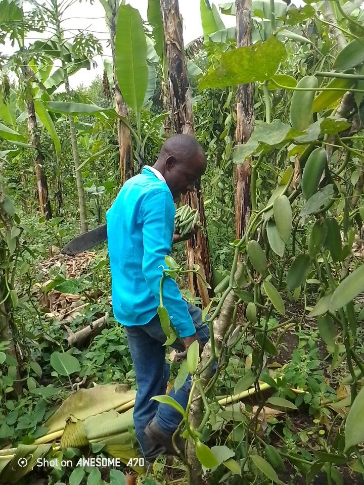 Organic Vanilla — MOFA Kasese Uganda