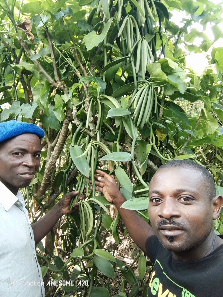 Vanilla Curing — MOVFACOS Kasese Uganda