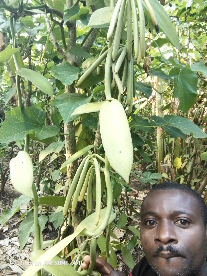 Vanilla farming — MOFA cooperative farmers in the field, Kasese Uganda