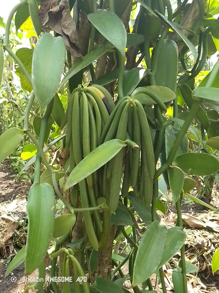 Vanilla pods — MOFA organic vanilla, Rwenzori foothills Uganda