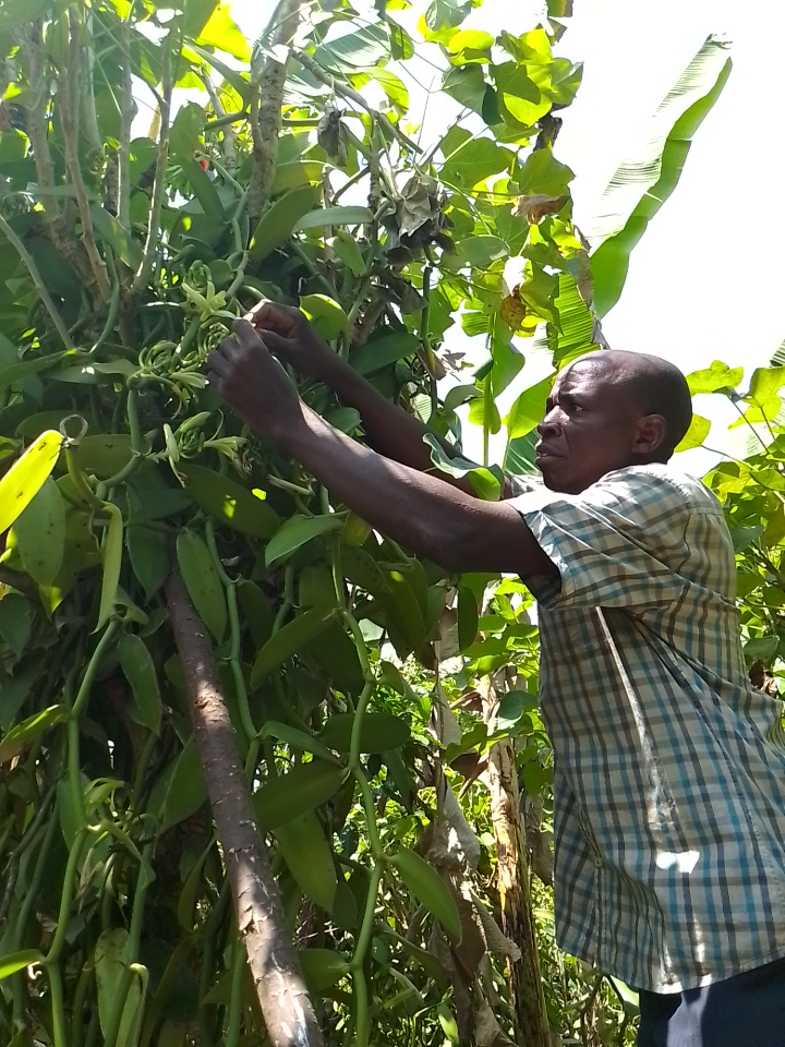 Vanilla harvest — MOFA cooperative vanilla farmers, Western Uganda