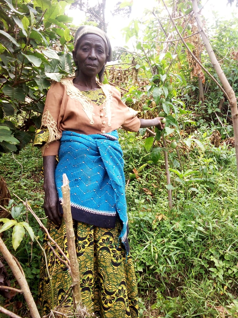 Women farming passion fruit on Mt Rwenzori slopes